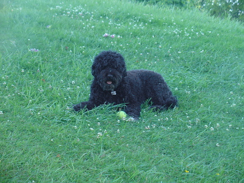 Bo'sun our Therapy Dog